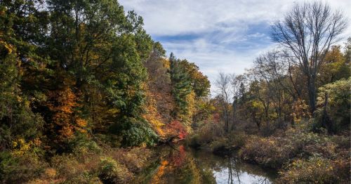 A colorful fall forest with a steam.