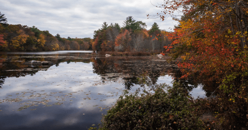 A colorful fall scene with a pond.