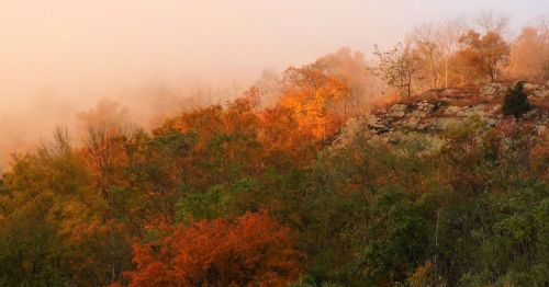 A forest filled with fall colors.