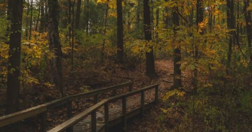 A bridge going through a fall forest.