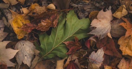 A close up of fallen leaves.