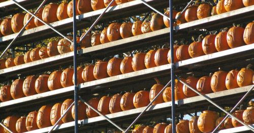Rows of pumpkins on a wooden platform.