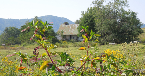 A modest white home in southwestern Virginia, with mountains in the background and wild flowers growing in the foreground