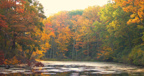The pond at Westmoreland State Park surrounded by vibrant fall foliage under a grey sky