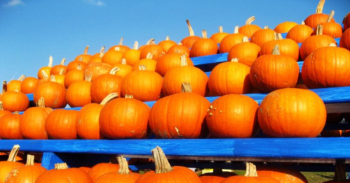 Rows and rows of bright orange pumpkins on display under a vivid blue sky