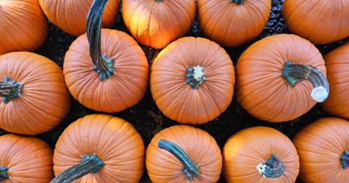 Close-up of bright orange pumpkins all lined up against a dark background