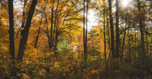 A colorful fall forest.