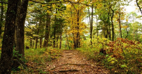 A hiking trail at Lake Bob Sandlin in Texas surrounded by fall foliage.