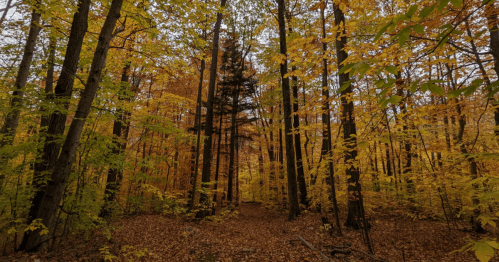 A winding trail on Equinox Mountain in Vermont, surrounded by trees with yellow and orange fall leaves.