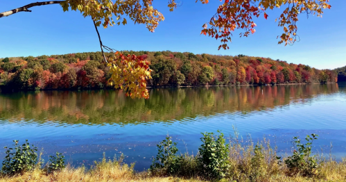 A wide view of Lake Arthur bordered by colorful autumn trees under a clear blue sky, with a branch overhead.