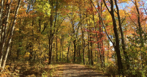 A sun-dappled trail winding through a forest of golden and red autumn leaves at Moraine State Park.