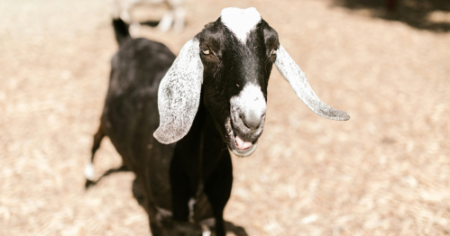 A curious black goat with long, gray-flecked ears stands in a field, looking directly at the camera.