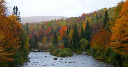 A river running through a fall forest.