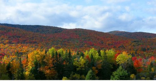 A colorful fall forest scene.