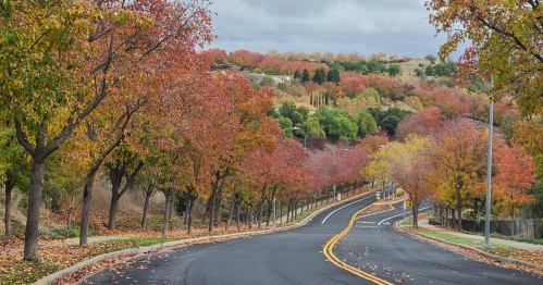 A two-lane road is surrounded by trees covered in vibrant red, gold, and yellow leaves.