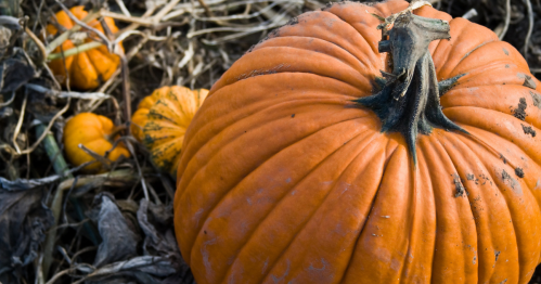 Close up of a large pumpkin in an Oregon pumpkin patch.
