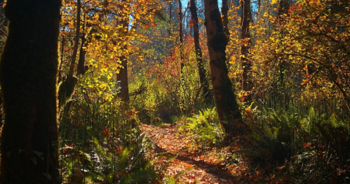 A dirt trails winds through a forest covered in fall foliage.