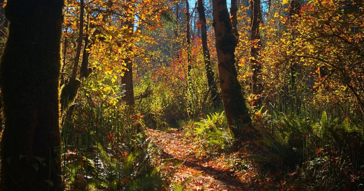 Elijah Bristow State Park Is an Underrated Oregon Park That Will Impress You This Fall