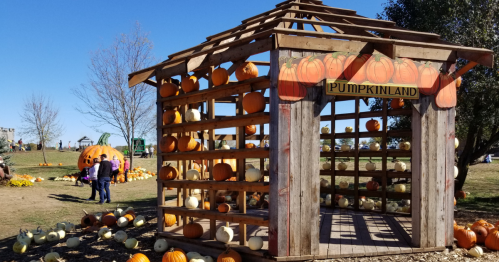 A wooden stand labeled "Pumpkinland" is filled with pumpkins on shelves, with a giant pumpkin nearby.