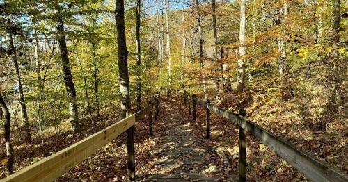 A path with wooden guard rails going through a colorful fall forest.