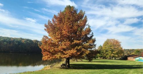 A large tree with colorful leaves standing on the edge of a river and forest.