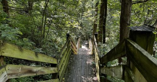 A wooden staircase descending into a forest.