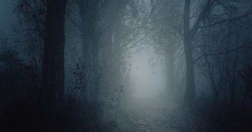 A dark, spooky forest in the middle of the night.