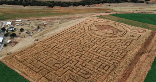 aerial shot of a massive corn maze surrounded by green crop fields at P Bar Farms Corn Maze in Oklahoma