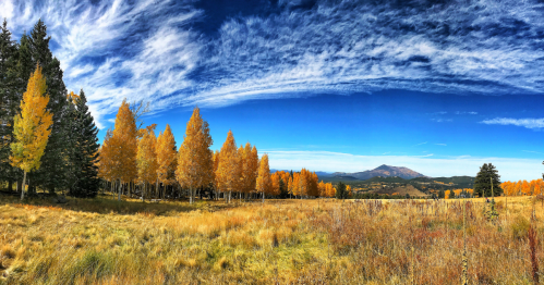 A field leads the eye to a forest of aspens and their yellow fall foliage with mountains in the background at snowbowl in flagstaff, arizona