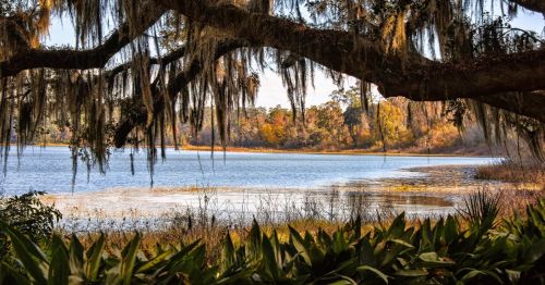 A scenic lake surrounded by fall foliage and a large oak tree draped in Spanish Moss, at an underrated state park in Florida