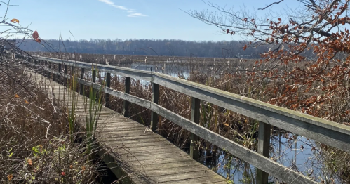 A boardwalk trail leads through the Marsh at Jug Bay in Maryland in the autumn