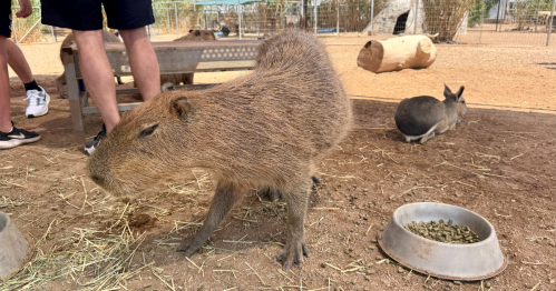 Ghost Ranch Exotics: A Capybara Encounter in Arizona