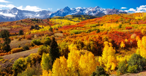 Bright fall colors in reds, yellows, and oranges in Colorado on a slope with snow covered peaks in the background.
