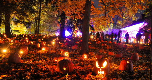 Jack o lanterns on the forest floor surrounded by bright orange fall foliage and festival-goers all at dusk