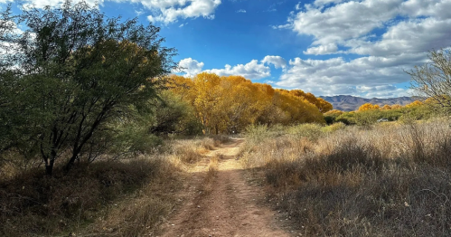 a dirt trail leads through a grassy landscapr with trees and fall foliage in the distance at dead horse ranch state park in arizona