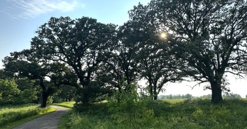 Sunlight shines through two mature trees growing next to a paved trail.