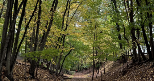 A leafy path surrounded by trees transformed in yellow fall foliage with hikers in the distance