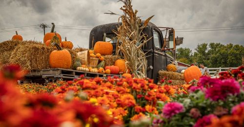 A vintage tractor decorated with pumpkins for a fall festival.