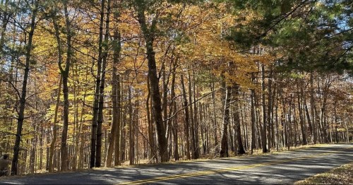 Fall foliage lines the road at New River State Park in North Carolina.