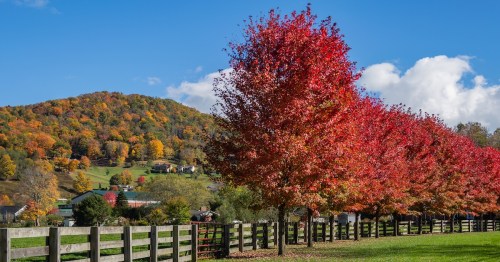 A wooden fence cuts through vibrant red trees with fall colors in the mountains in the background.