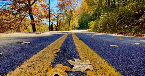 Fall leaves pepper a road with fall trees in Tennessee.