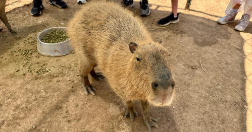 a capybara, the world's largest rodent, at ghost ranch exotics in marana arizona