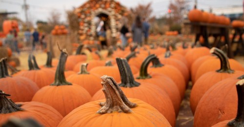 Rows of orange pumpkins line the ground at a pumpkin patch in Illinois.