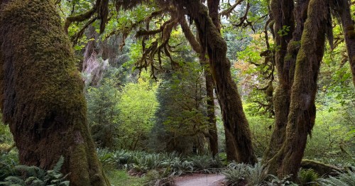 A dirt path winds among old-growth trees covered in green moss amid an emerald rain forest.