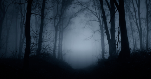 A fog-filled wood at night.