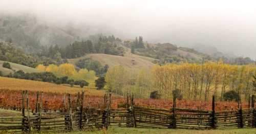 Mist settles over a vineyard awash in autumnal colors.