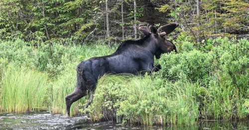 A large bull moose in velvet steps out of a lake in Northern Minnesota before disappearing into the woods.