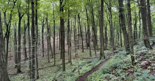 A thin trail cuts through a forest of skinny green trees.