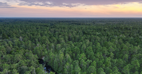 Aerial Photograph of the New Jersey Pine Barrens and Mullica River