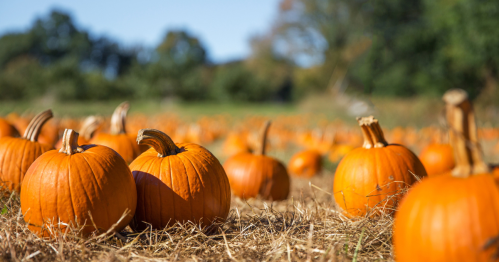 a field filled with pumpkins still on the vine at a farm